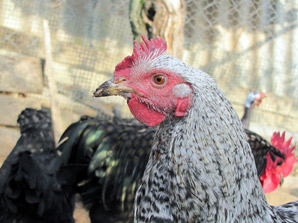 Poultry farming business plan